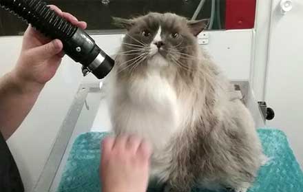 Harga grooming kucing terdekat