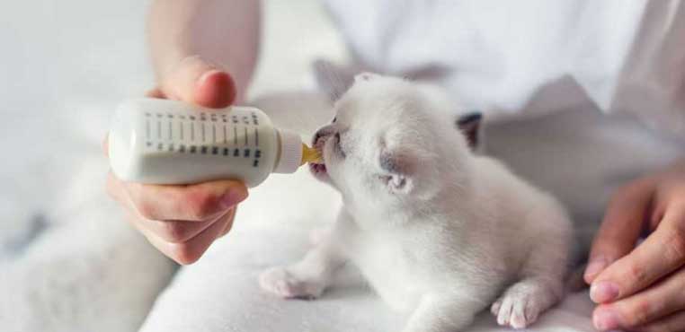 Cara Merawat Anak Kucing Baru Lahir Yang Ditinggal Induknya