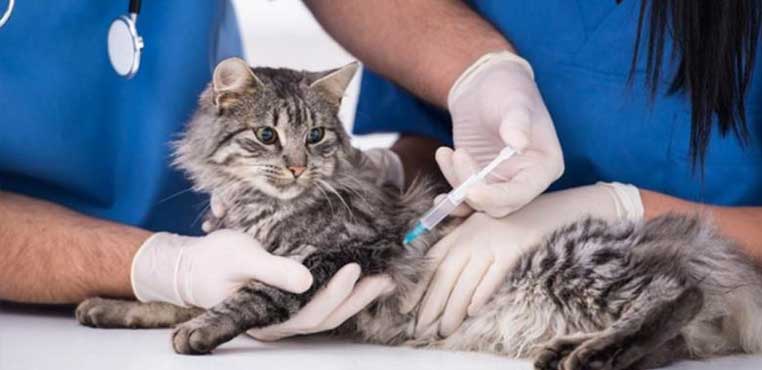 Cara Vaksin Kucing Sendiri