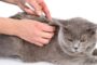 Harga Vaksin Kucing Di Puskeswan