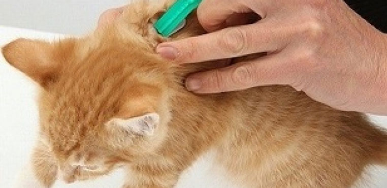 Penyebab Dan Cara Mengobati Scabies Pada Kucing Terampuh ! - kucing