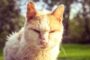 Penyebab Dan Cara Mengobati Scabies Pada Kucing Peliharaan