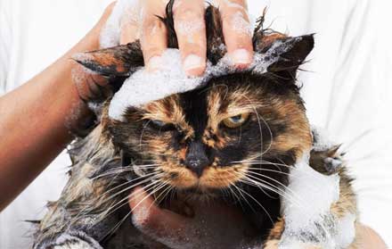 harga grooming kucing terdekat