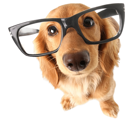 Dog Glasses Removebg Preview