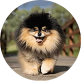Jual Anjing Pomeranian