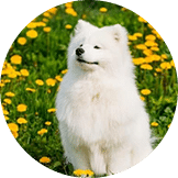 Jual Anjing Samoyed