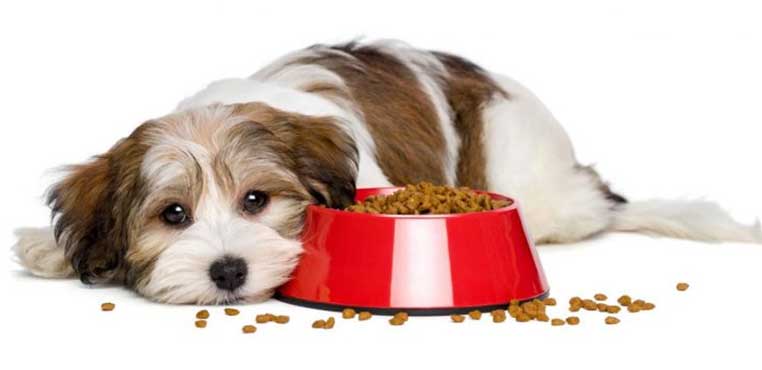 Anjing Tidak Mau Makan Dan Mencret