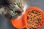 Cara Memberi Makan Kucing Kampung