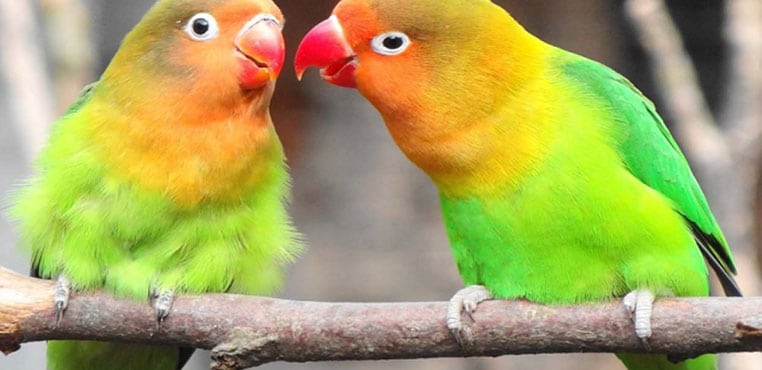 Cara Merawat Burung Lovebird Untuk Pemula