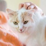 Bahaya Bulu Kucing Bagi Manusia
