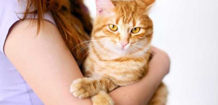 Bahaya Bulu Kucing Bagi Manusia Yang Hamil