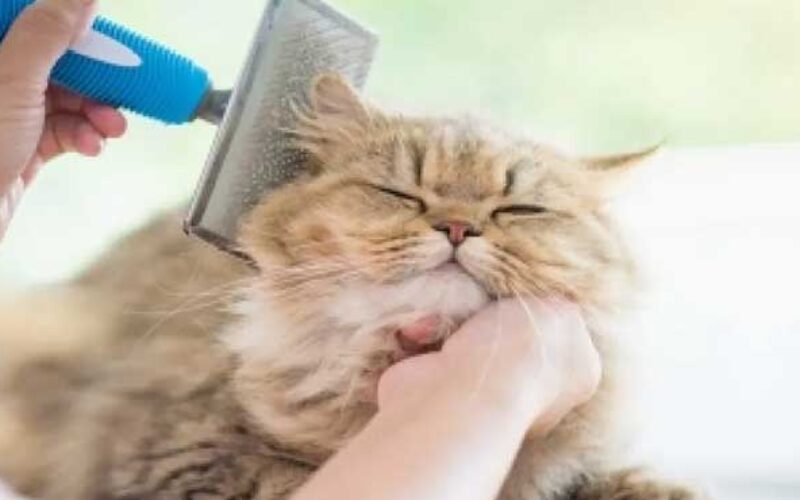 Biaya Grooming Kucing
