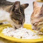 Bolehkah kucing Makan Nasi