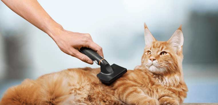 Cara Grooming Kucing