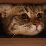 Cara Mengatasi Kucing Stress Saat Pindah Rumah