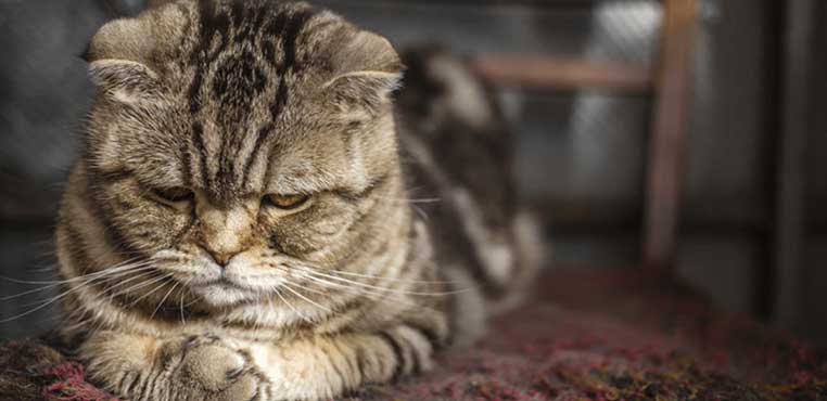 Cara Mengatasi Kucing Stress
