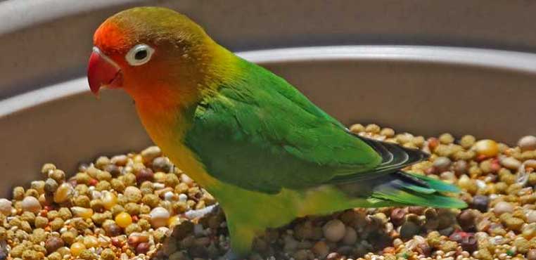 Makanan Burung Lovebird Yang Bagus Biar Ngekek