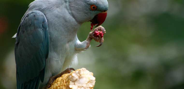 Makanan Burung Nuri Agar Cepat Bicara