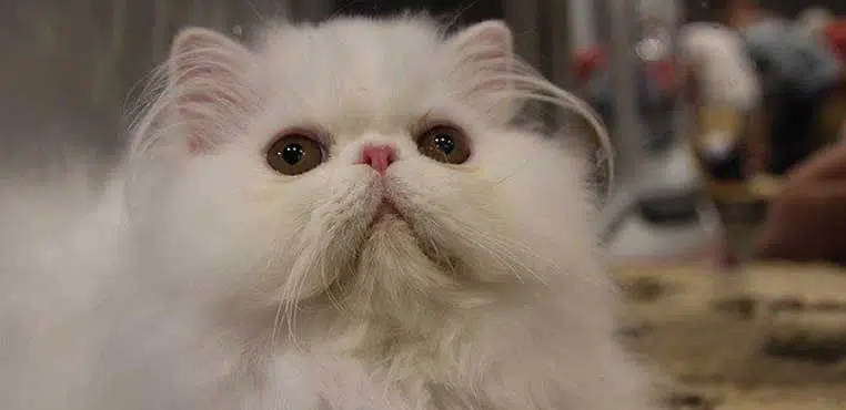 Biaya Grooming Kucing Persia Termurah