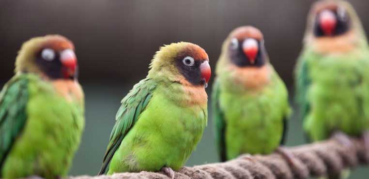 Biaya Makanan Lovebird Terbaik