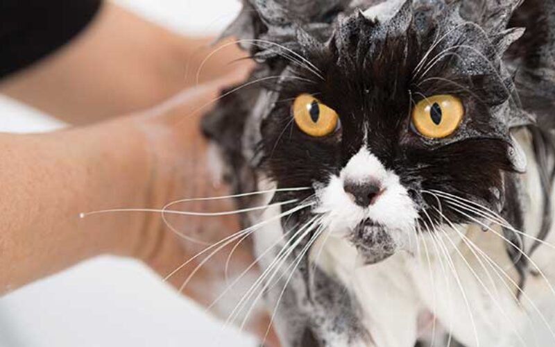 Cara Grooming Kucing Di Petshop