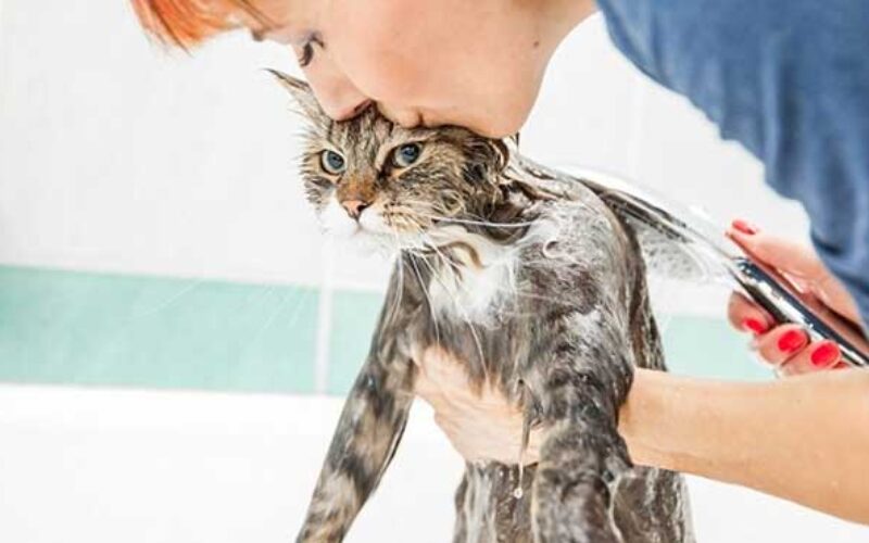 Cara Grooming Kucing Sendiri