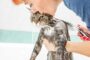 Cara Grooming Kucing Sendiri