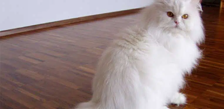 Standar Daftar Harga Grooming Kucing Dan Pelayanannya.