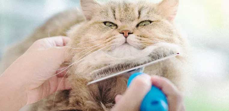 Grooming Kucing Balikpapan Termurah