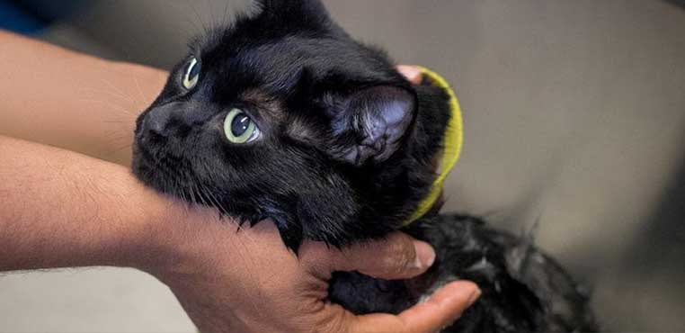 Grooming Kucing Di Bandung