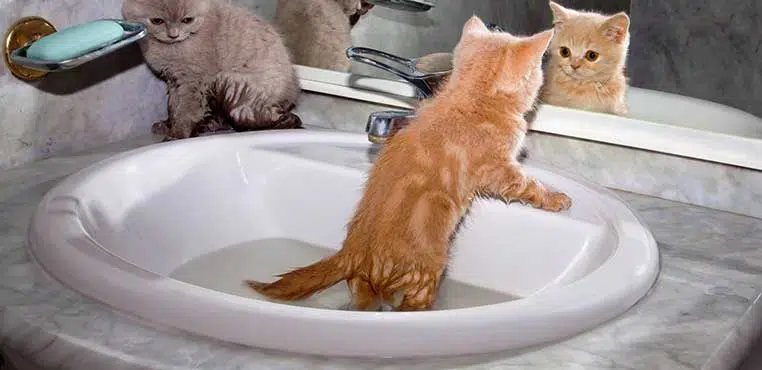Grooming Kucing Jakarta Pusat
