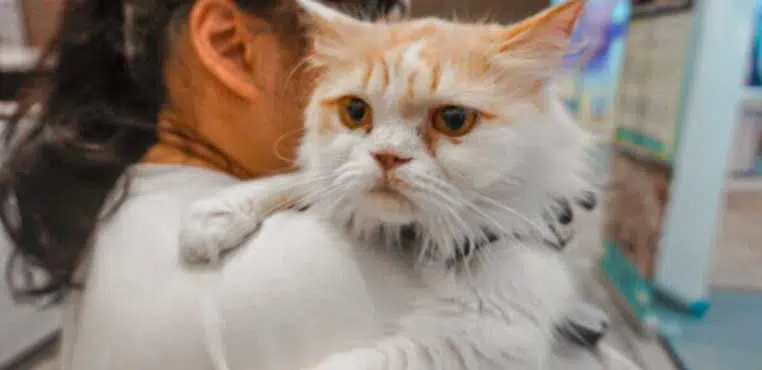 Grooming Kucing Jakarta Selatan Yang Bisa Anda Temukan.