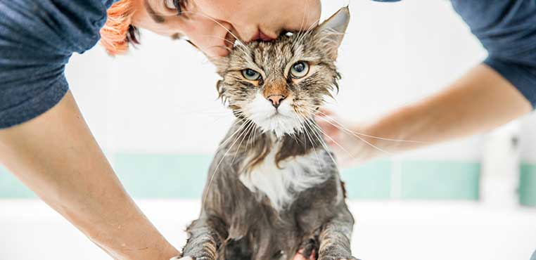 Grooming Kucing Panggilan Bandung