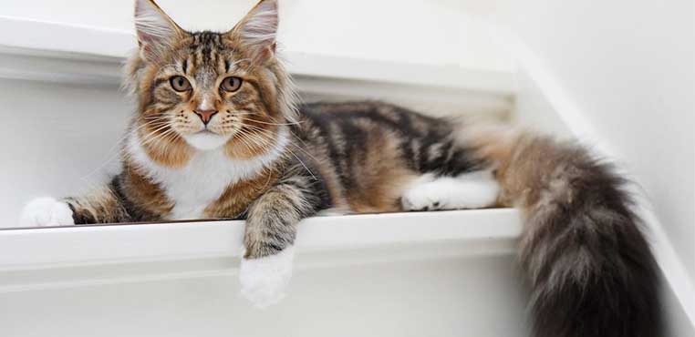Grooming Kucing Sidoarjo