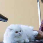 Harga Grooming Kucing Di Bandung