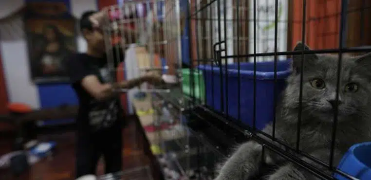 Harga Grooming Kucing Di Bandung Murah