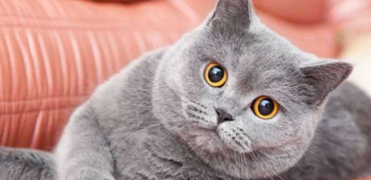 Harga Grooming Kucing Di Bogor Yang Murah