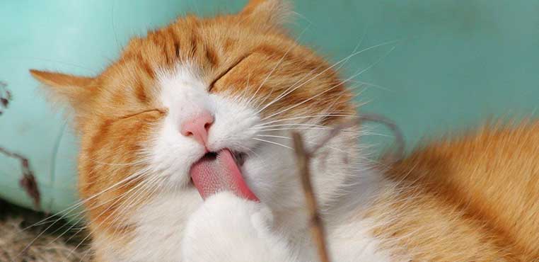 Harga Grooming Kucing Sidoarjo