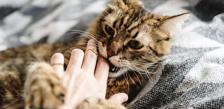 Jasa Grooming Kucing Bekasi