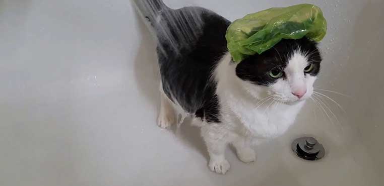 Jasa Grooming Kucing Di Jogja Panggilan