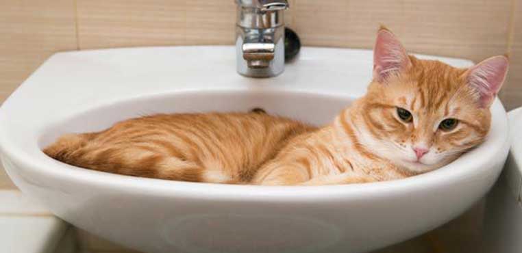 Jasa Grooming Kucing Jakarta Pusat
