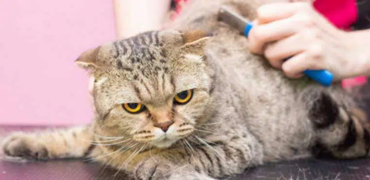 Jasa Grooming Kucing Terdekat Dari Sini