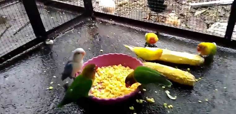 Makanan Lovebird Terbaik