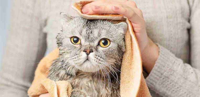 Syarat Grooming Kucing Harus Vaksin
