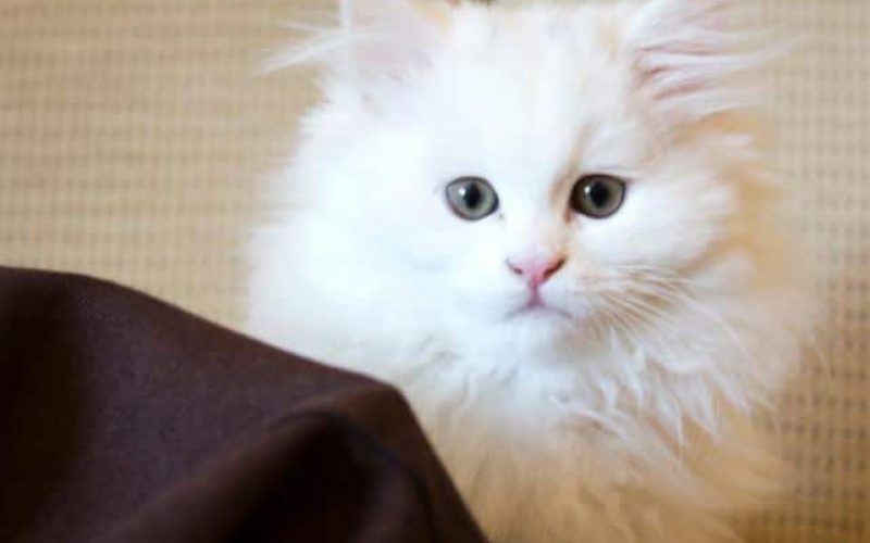 2 Cara Memandikan Kucing Anggora Agar Bulunya Tetap Bagus