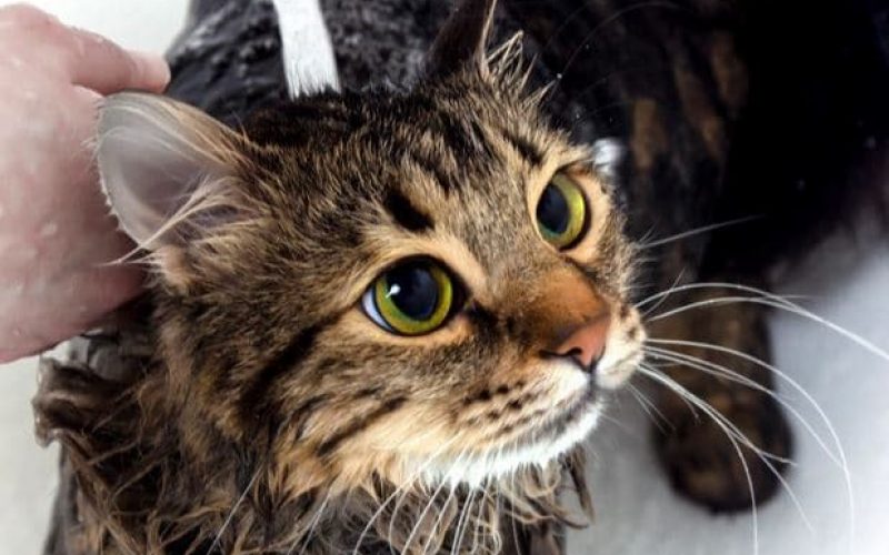 6 Cara Memandikan Kucing dengan Benar Pakai Air Garam