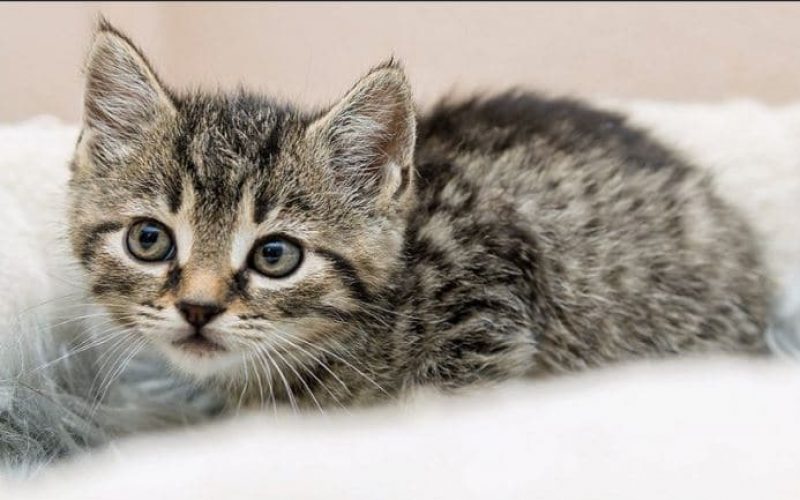 Ini 7 Cara Mengobati Jamur Kucing Menggunakan Obat