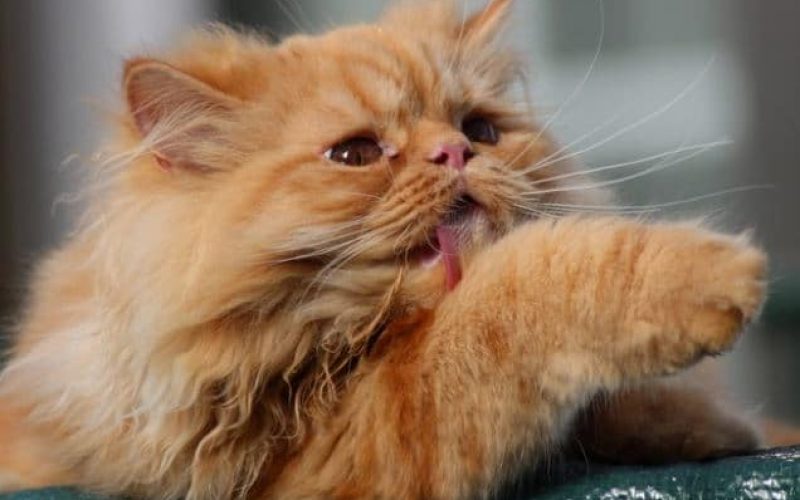 6 Cara Mengobati Jamur pada Kucing dengan Perawatan Harian