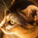 cara mengobati telinga kucing jamuran