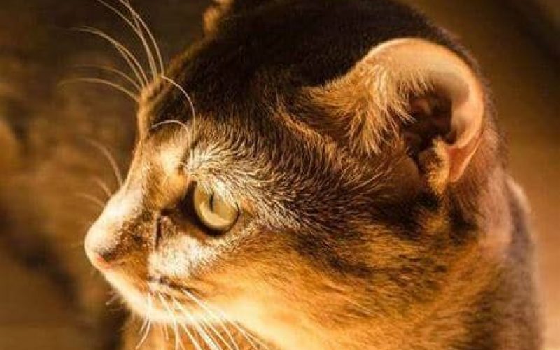 Penyebab dan 5 Cara Mengobati Telinga Kucing Jamuran